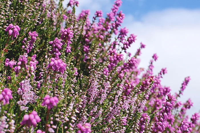 Lila Heidekraut vor blauem Himmel